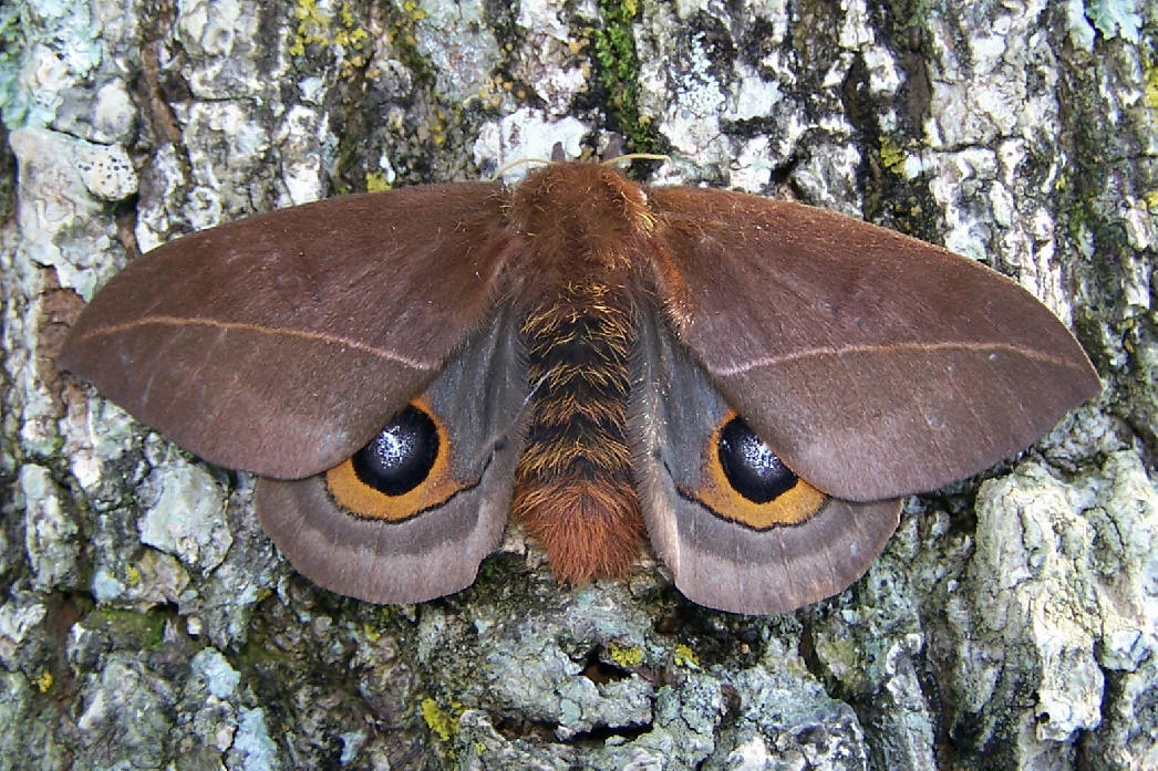 Saturniidae Hemileucinae Automeris Fauna Paraguay