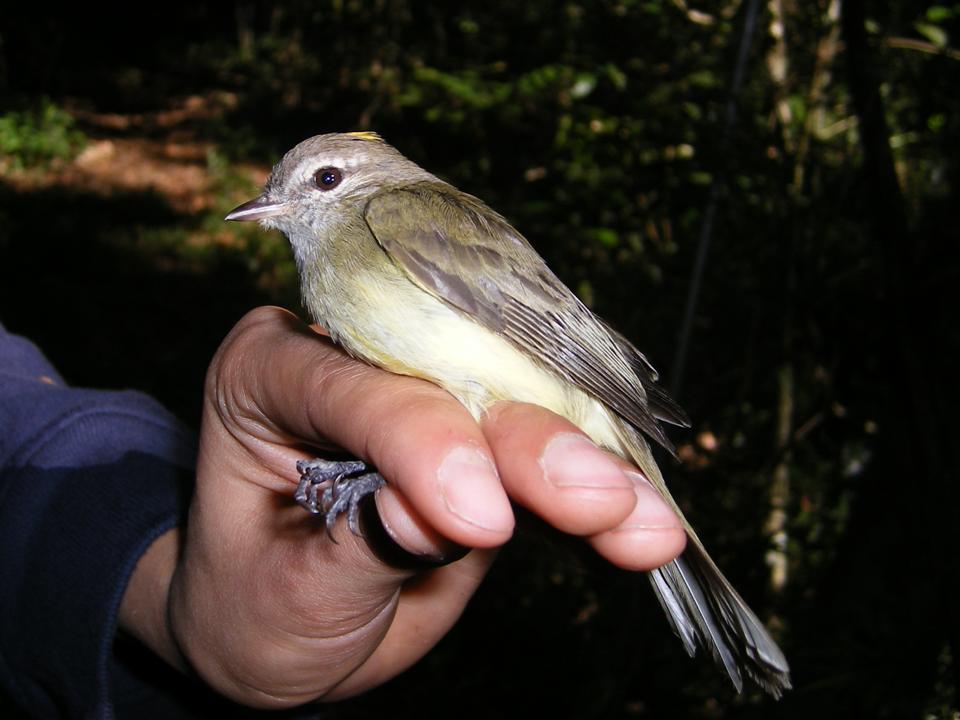 Pacific Elaenia