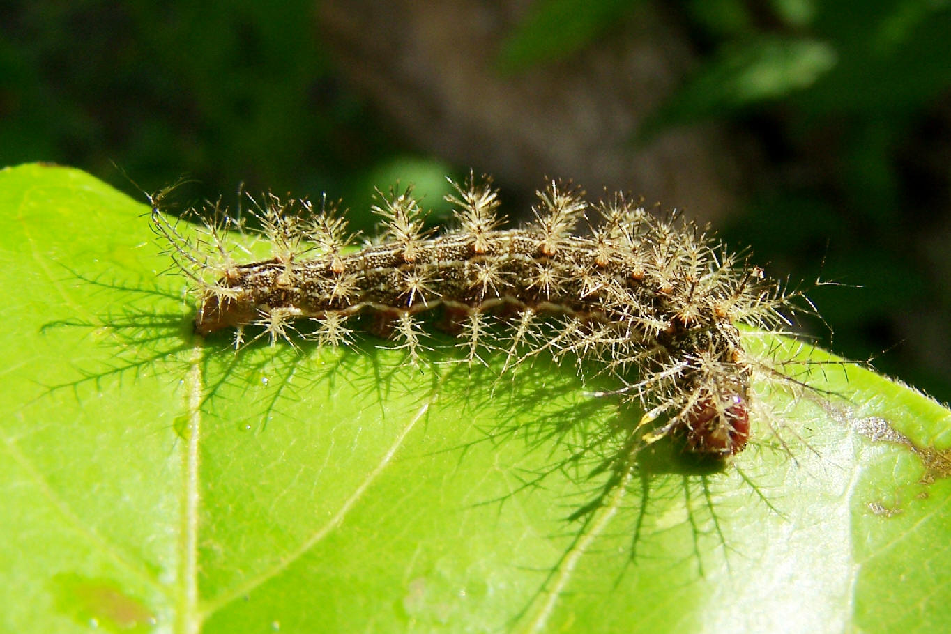 Saturniidae Hemileucinae Lonomia And Periga Fauna Paraguay