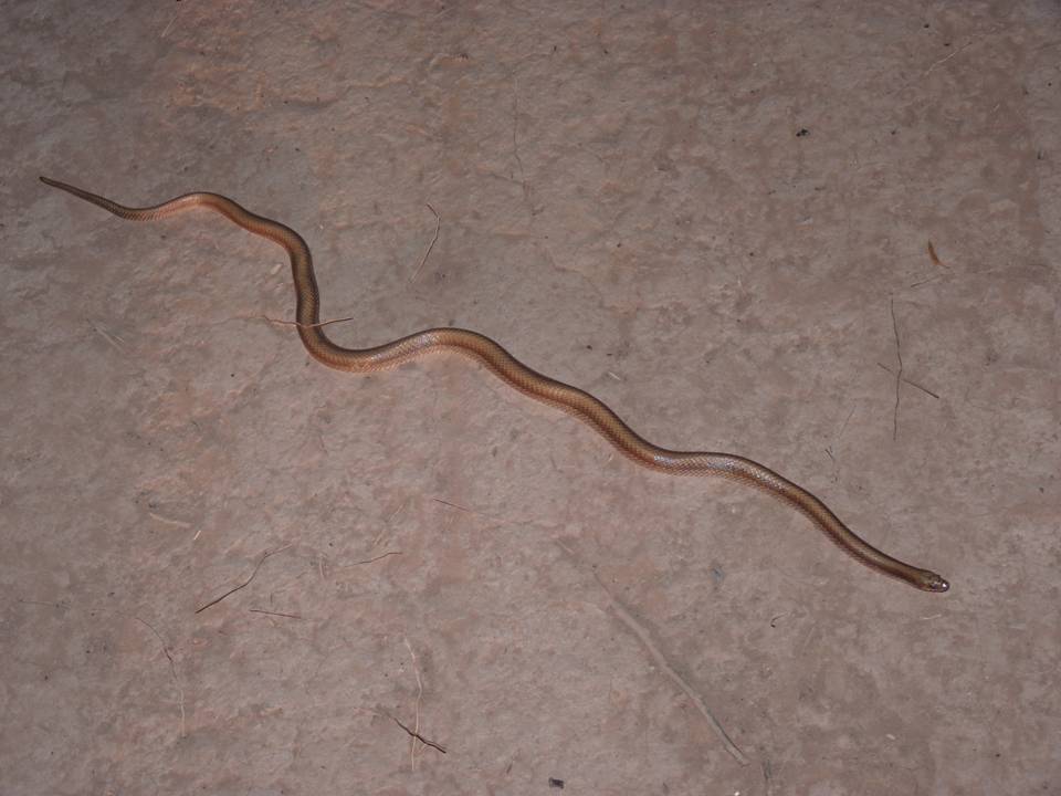 Chaco Miner Snake Phimophis Vittatus Fauna Paraguay