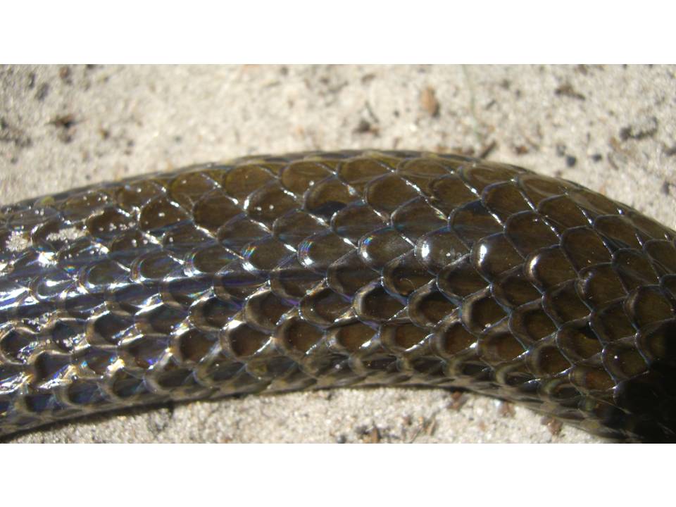 Cobra-d'água (Pseudoeryx plicatilis).