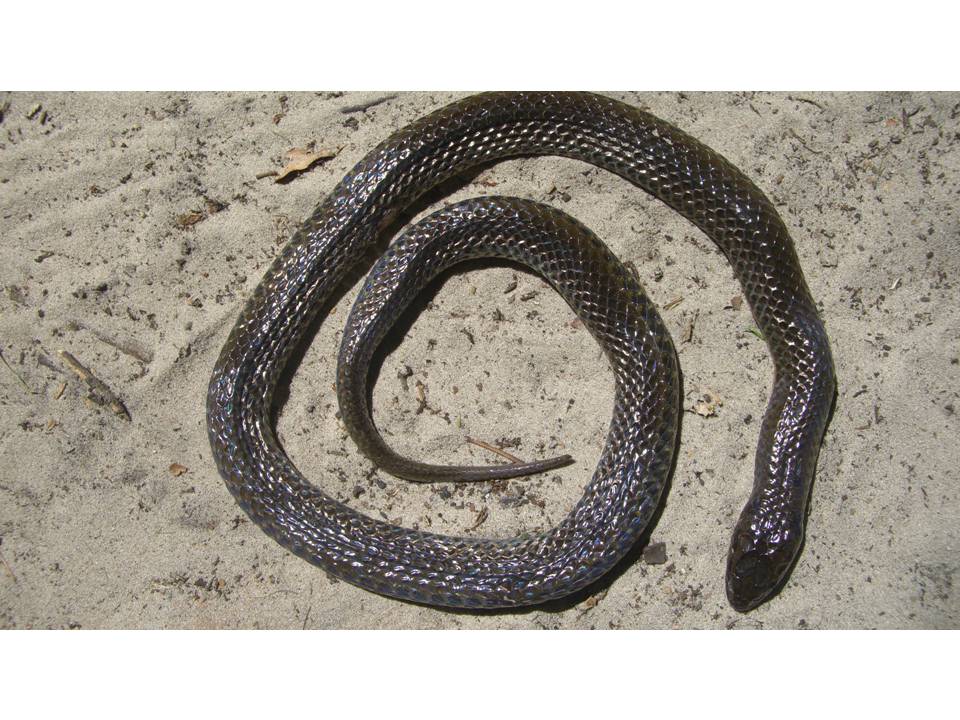 Cobra-d'água (Pseudoeryx plicatilis).