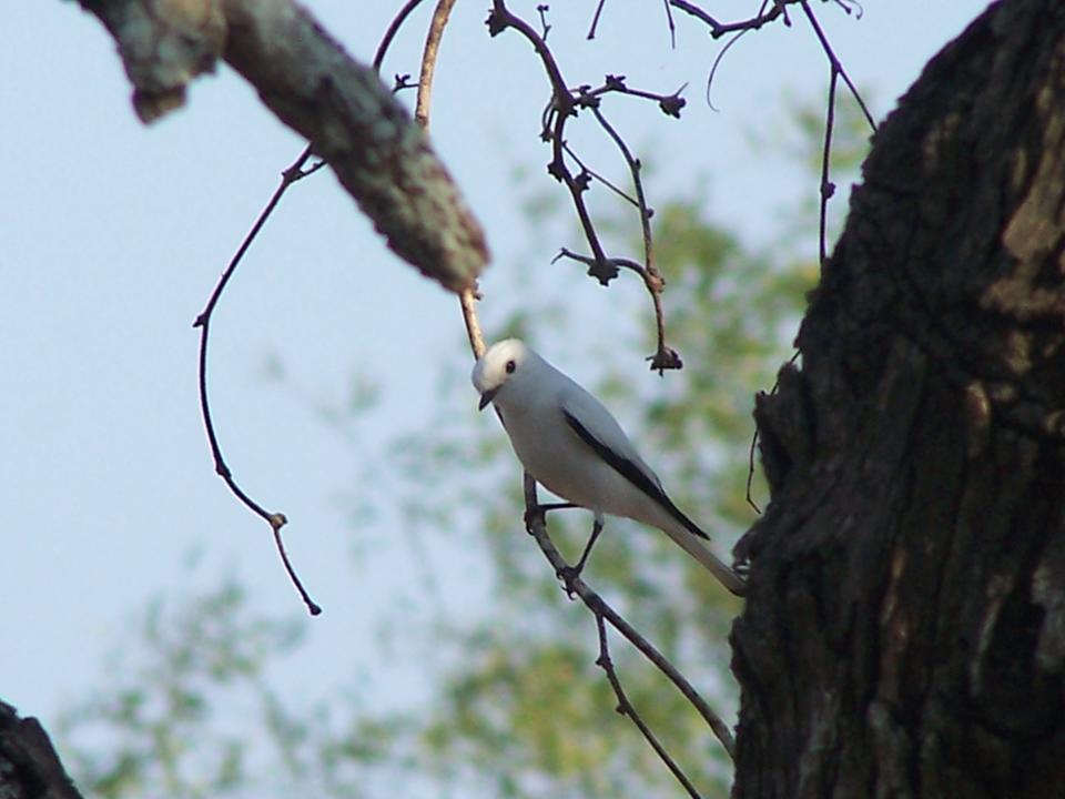 White Monjita Xolmis Irupero Fauna Paraguay