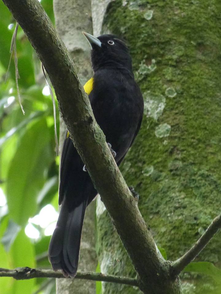 GOLDEN-WINGED CACIQUE Archiplanus chrysopterus FAUNA PARAGUAY