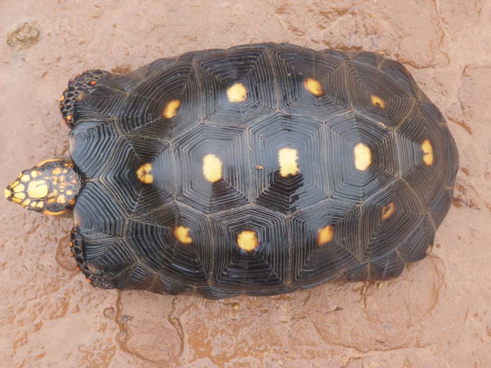 Red-footed Tortoise Chelonoidis Carbonaria Fauna Paraguay