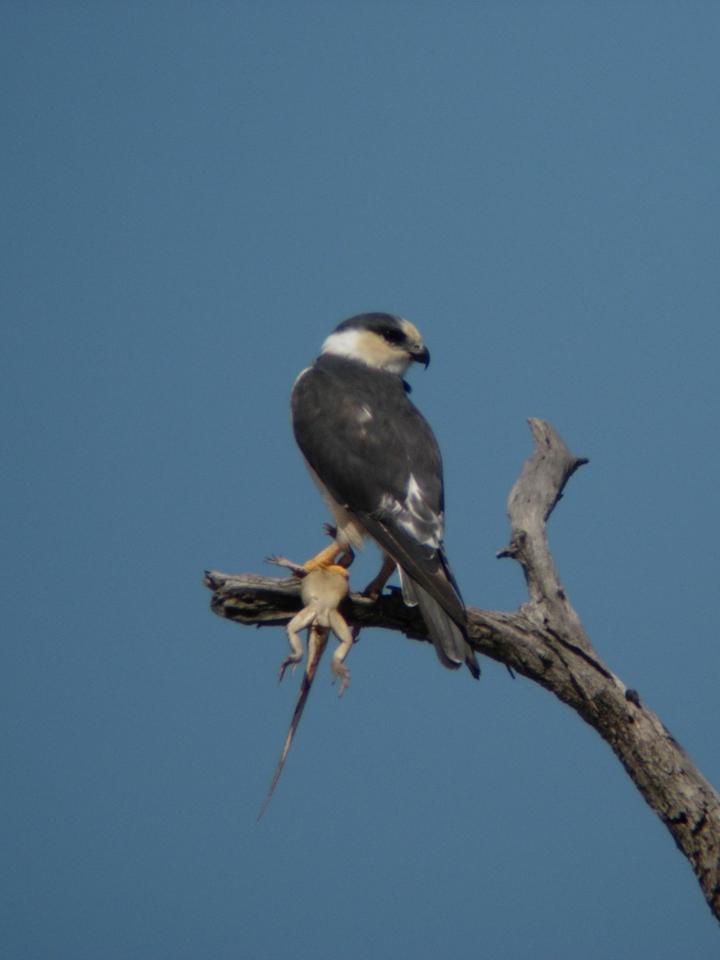 Pearl Kite Gampsonyx Swainsonii Fauna Paraguay