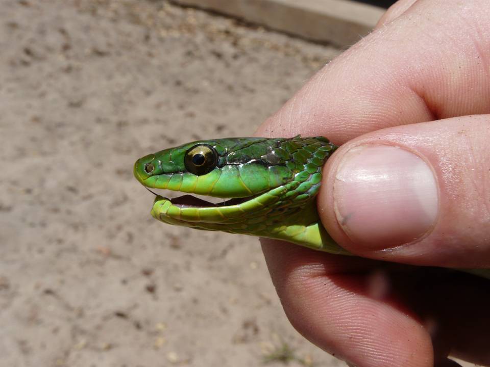 Lichtenstein's Green Racer (Philodryas olfersii) · iNaturalist