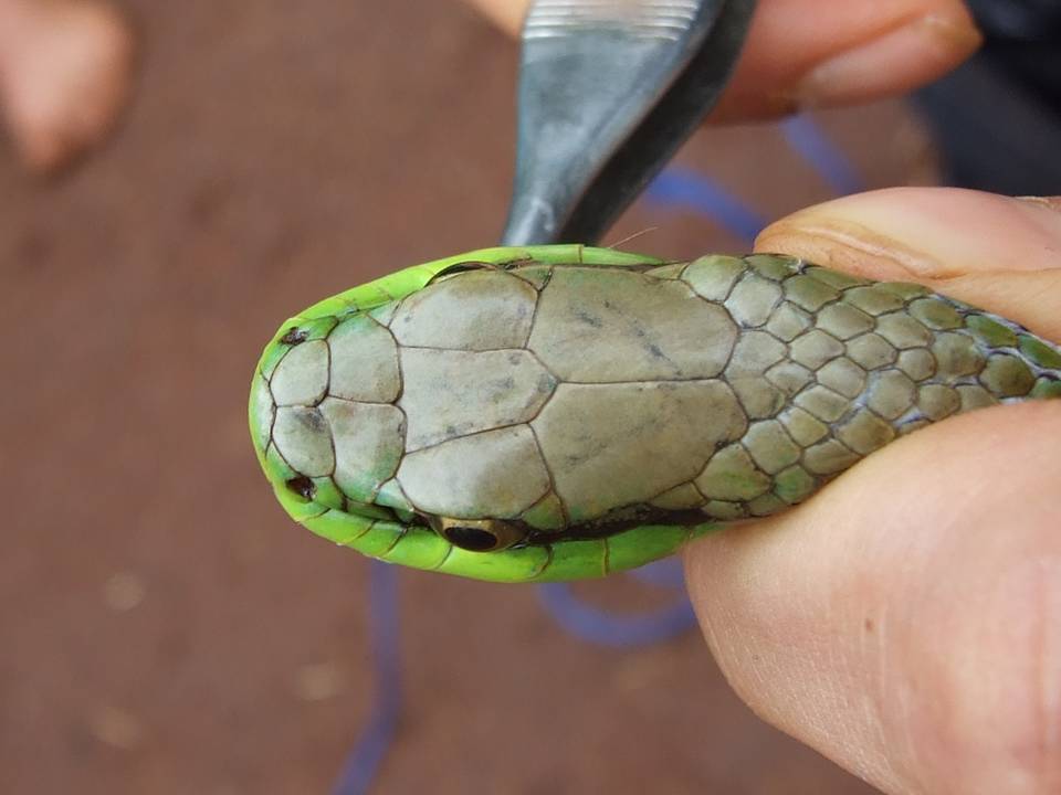 Lichtenstein's Green Racer (Philodryas olfersii) · iNaturalist