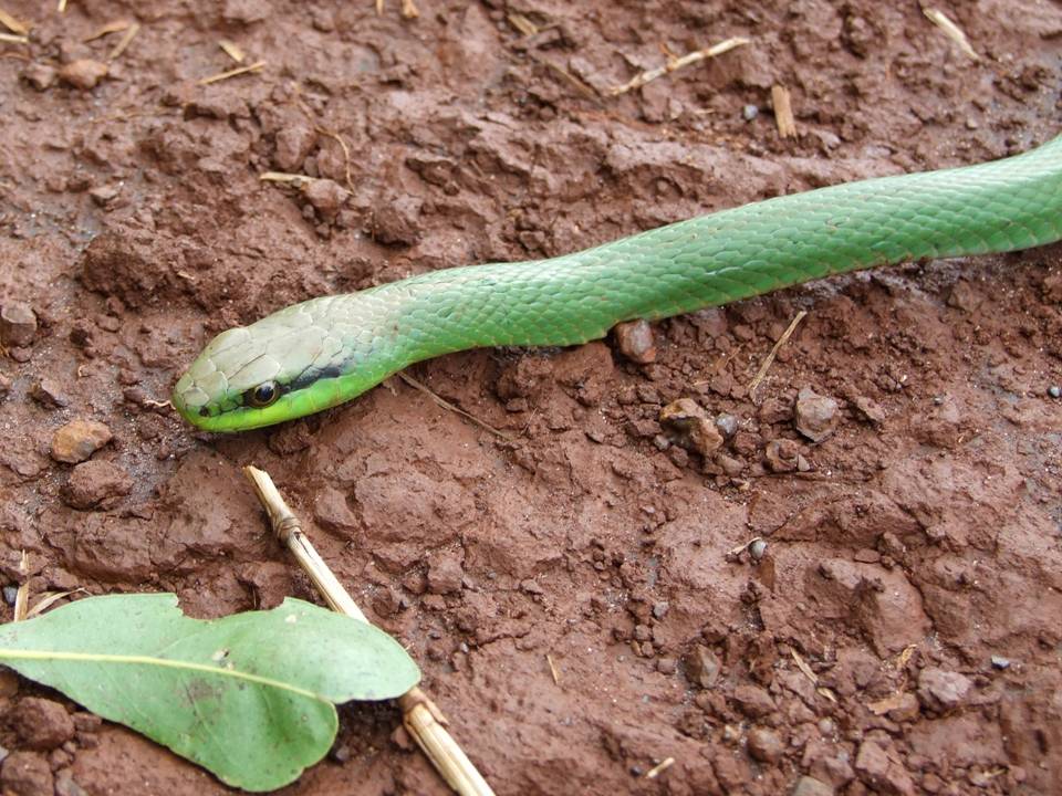 Lichtenstein's Green Racer (Philodryas olfersii) · iNaturalist