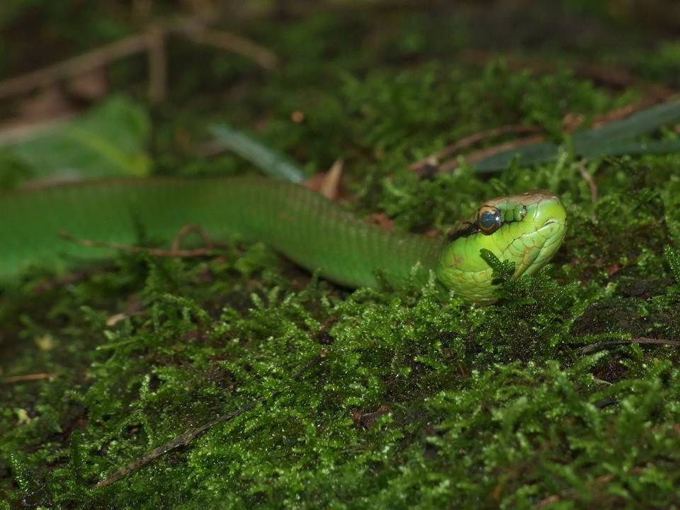 Lichtenstein's Green Racer (Philodryas olfersii) · iNaturalist