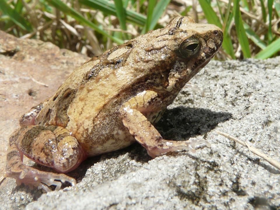 Cuvier´s Weeping Frog Physalaemus Cuvieri Fauna Paraguay