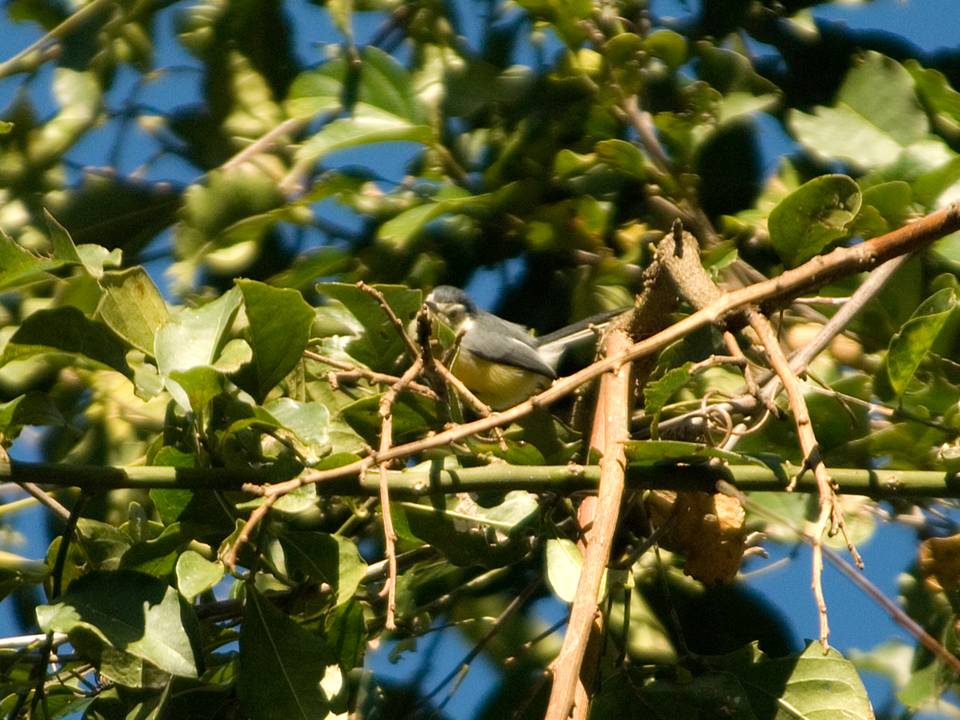 Creamy-bellied Gnatcatcher Polioptila Lactea Fauna Paraguay