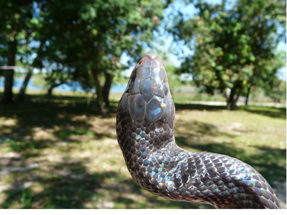 Cobra-preta (Pseudoboa nigra) · BioDiversity4All