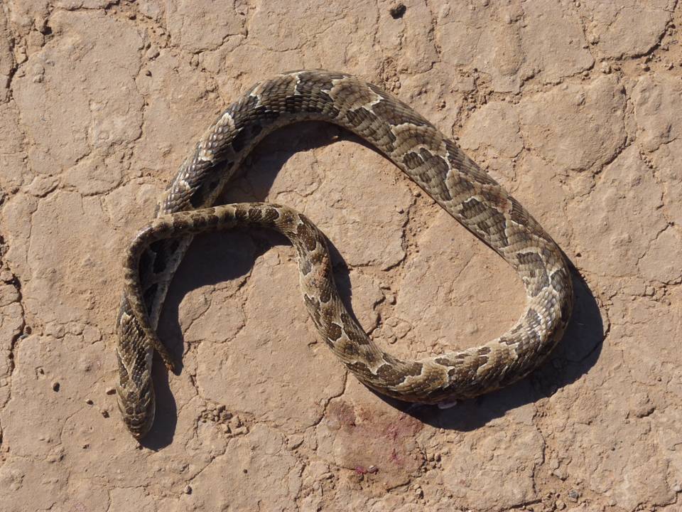 Toad-eating Snake Xenodon Merremi Fauna Paraguay